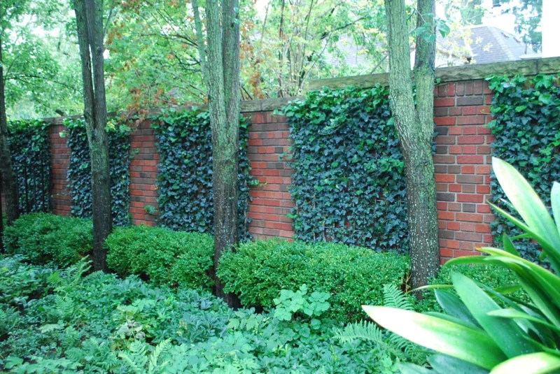Baltic Ivy Sub-Zero Bare Root Plants – 5 Count – 6-12" Tall – Outdoor Groundcover - Image 1