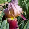 Bearded Iris 'Indian Chief' Rhizome - Tall Perennial Flower Bulb, Full Sun, Outdoor - Image 1