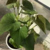 Beauregard Sweet Potato Starter Plants - 5 Plant in a Cup - Ipomoea batatas - Edible Root Crop for Home Gardens & Raised Beds Beauregard Sweet Potato Starter Plants - 5 Plant in a Cup - Ipomoea batatas - Edible Root Crop for Home Gardens & Raised Beds - Image 1