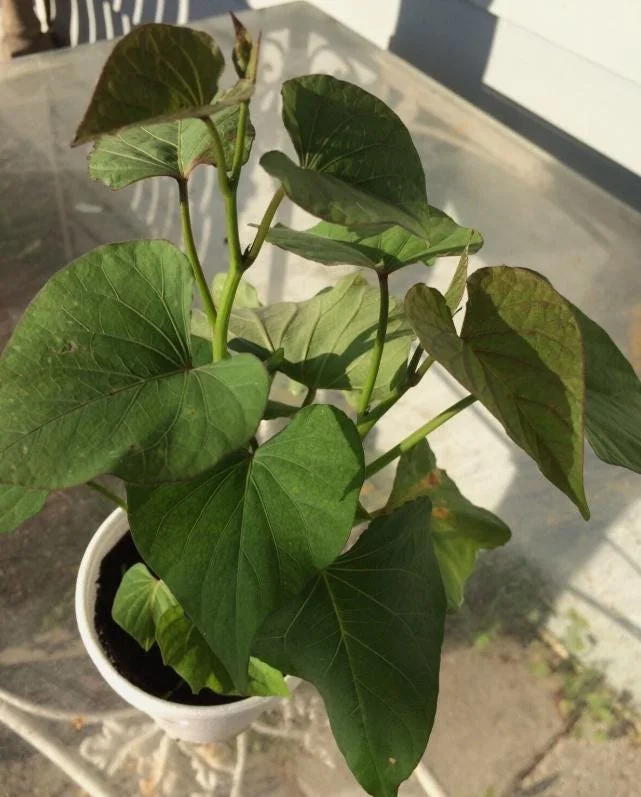 Beauregard Sweet Potato Starter Plants - 5 Plant in a Cup - Ipomoea batatas - Edible Root Crop for Home Gardens & Raised Beds - Image 1