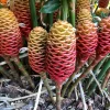 Beehive Ginger Rhizome – Zingiber spectabile – Exotic Tropical Flower - Image 1