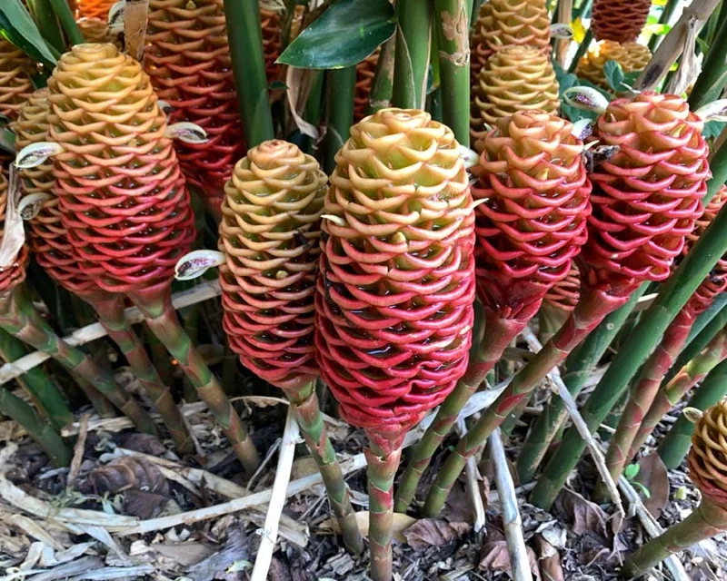 Beehive Ginger Rhizome – Zingiber spectabile – Exotic Tropical Flower - Image 1