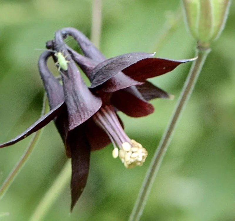 Black Columbine Flower Seeds - 50 Heirloom Aquilegia Seeds, Perennial, Full Sun - Image 2