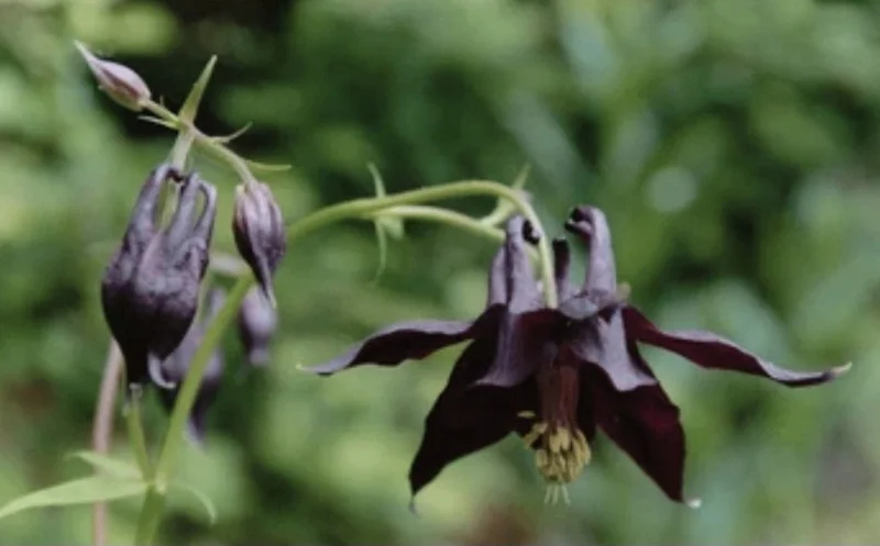 Black Columbine Flower Seeds - 50 Heirloom Aquilegia Seeds, Perennial, Full Sun Black Columbine Flower Seeds - 50 Heirloom Aquilegia Seeds, Perennial, Full Sun - Image 3