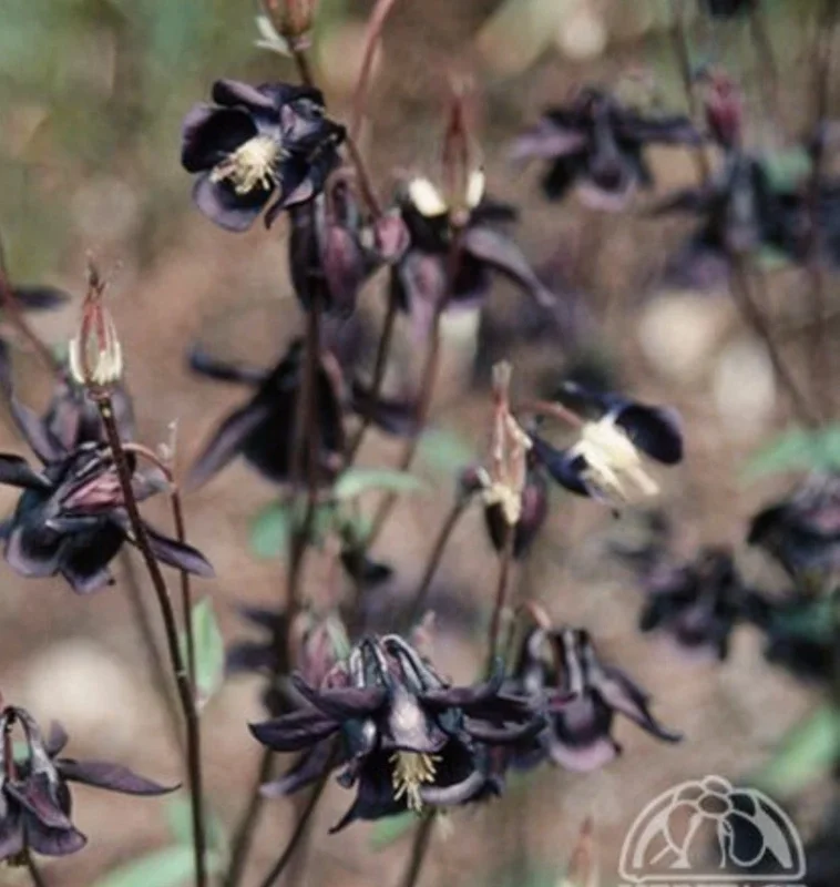 Black Columbine Flower Seeds - 50 Heirloom Aquilegia Seeds, Perennial, Full Sun Black Columbine Flower Seeds - 50 Heirloom Aquilegia Seeds, Perennial, Full Sun - Image 4