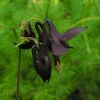 Black Columbine Flower Seeds - 50 Heirloom Aquilegia Seeds, Perennial, Full Sun - Image 1