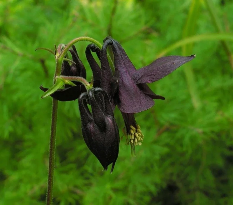 Black Columbine Flower Seeds - 50 Heirloom Aquilegia Seeds, Perennial, Full Sun - Image 1