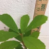 Black Gum Tree Live Plant - Nyssa sylvatica - 6-12 Inch Tall 1 Quart Pot - Image 1