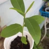 Black Java Plum Live Plant - Syzygium cumini - Tropical Fruit Tree - 6-10" Tall - Image 1