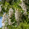Black Locust Sapling Live Plant Bare Root Tree - Outdoor Landscaping - Image 1
