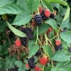 Blackberry Live Plant - Primocane-Fruiting Bush - 6-12 Inch Tall in 4" Pot Blackberry Live Plant - Primocane-Fruiting Bush - 6-12 Inch Tall in 4" Pot - Image 1