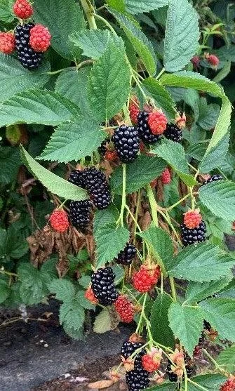 Blackberry Live Plant - Primocane-Fruiting Bush - 6-12 Inch Tall in 4" Pot - Image 1