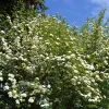 Blackhaw Viburnum Tree Live Plant – 6-12 Inch Tall Shrub – Viburnum prunifolium – Outdoor - Image 1