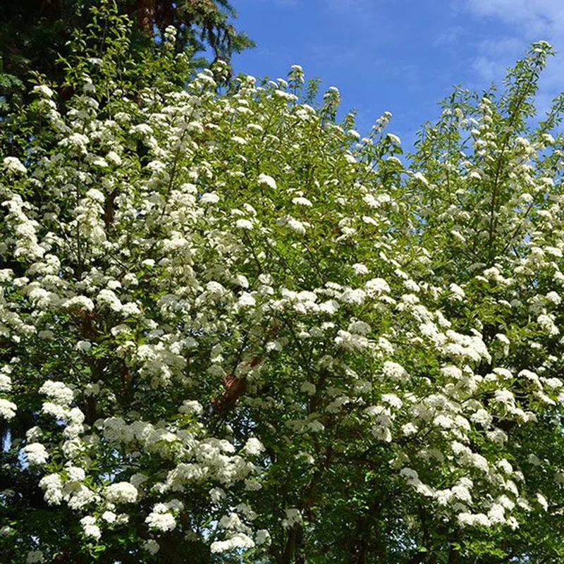 Blackhaw Viburnum Tree Live Plant – 6-12 Inch Tall Shrub – Viburnum prunifolium – Outdoor - Image 1