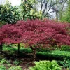 Bloodgood Japanese Maple Tree Live Plant – 1 Gallon Pot – Outdoor - Image 1