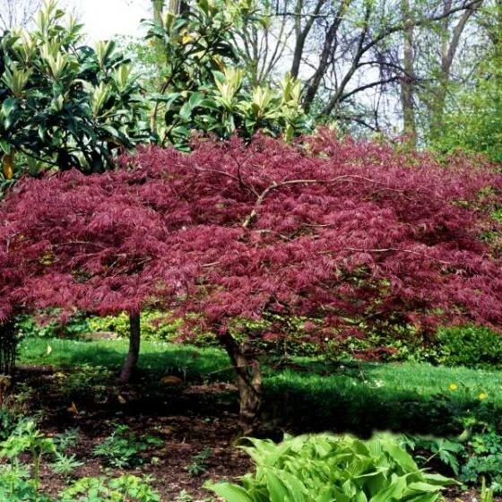 Bloodgood Japanese Maple Tree Live Plant – 1 Gallon Pot – Outdoor - Image 1