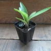 Blue Agave Live Plant - Easy Care Succulent in 3 inch Pot - Drought Tolerant - Image 1