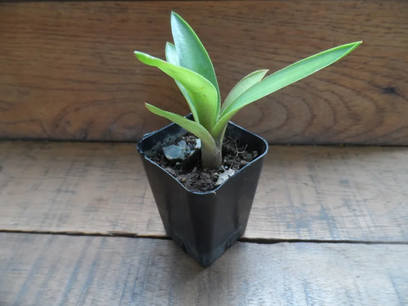 Blue Agave Live Plant - Easy Care Succulent in 3 inch Pot - Drought Tolerant - Image 1