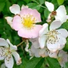Blush Pale Pink Climbing Rose - 1 Foot Bare Root Live Plant - Outdoor Blush Pale Pink Climbing Rose - 1 Foot Bare Root Live Plant - Outdoor - Image 1