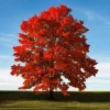 Brandywine Maple Tree Live Plant 6-12 Inch Tall Quart Pot Outdoor - Image 1