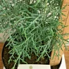 Carolina Sapphire Cypress Tree Live Plant, 6-12 Inch Tall, Quart Pot, Outdoor - Image 1