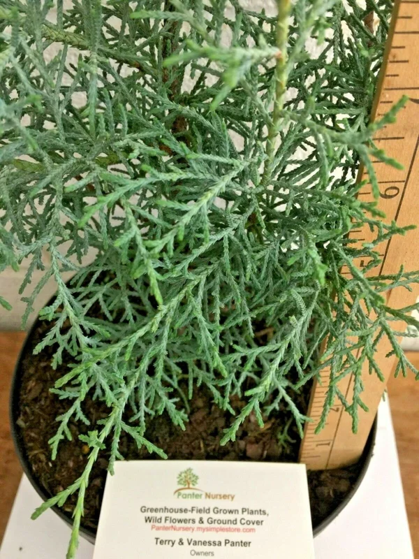 Carolina Sapphire Cypress Tree Live Plant, 6-12 Inch Tall, Quart Pot, Outdoor - Image 1