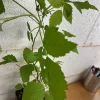 Caroline Raspberry Live Plant - 6 to 12 Inch Tall, 4" Pot, Fall-Bearing - Image 1