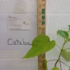 Catalpa Tree Live Plant - 6 to 12 Inch Tall, 1 Quart Pot, Deciduous Shade Tree - Image 1