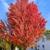 Celebration Maple Tree Live Plant 6 to 12 Inch Tall qt. pot - Image 1