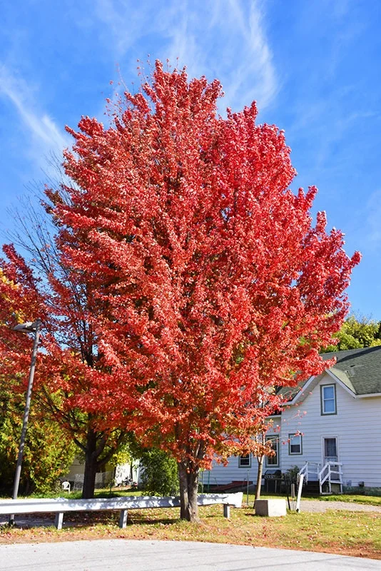 Celebration Maple Tree Live Plant 6 to 12 Inch Tall qt. pot - Image 1