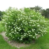 Chicago Lustre Viburnum Live Plant, 6-12 Inch Tall, 2.5" Pot, Outdoor Shrub Chicago Lustre Viburnum Live Plant, 6-12 Inch Tall, 2.5" Pot, Outdoor Shrub - Image 1