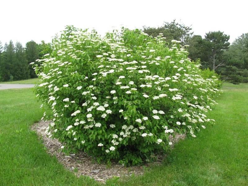 Chicago Lustre Viburnum Live Plant, 6-12 Inch Tall, 2.5" Pot, Outdoor Shrub - Image 1