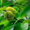 Chinese Chestnut Tree Live Plant - 6-12 Inch Tall, 4-inch Pot, Outdoor - Image 1