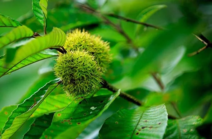 Chinese Chestnut Tree Live Plant - 6-12 Inch Tall, 4-inch Pot, Outdoor - Image 1