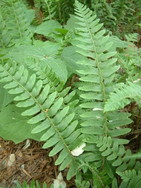 Christmas Fern Bare Root Plants - 5 Count Polystichum acrostichoides Outdoor - Image 1