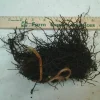 Cinnamon Fern Bare Root Plants - 5 Healthy Rhizomes for Water Gardens, Zones 4-8 - Image 1