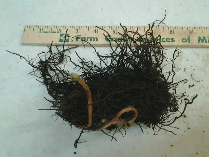 Cinnamon Fern Bare Root Plants - 5 Healthy Rhizomes for Water Gardens, Zones 4-8 - Image 1