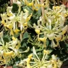 Color Changing Honeysuckle Vine - Fragrant Live Plant - Bare Root - 1 Foot + - Outdoor Perennial - Image 1