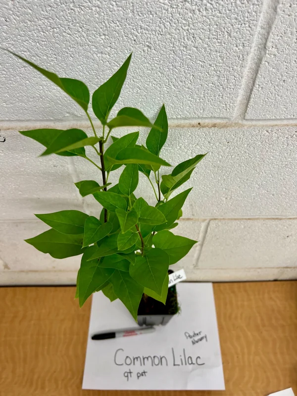 Common Lilac Live Plant 6-12 Inch Tall, 4" Pot - Fragrant Outdoor Shrub - Image 1