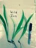 Crested Wild Iris - 10 Bare Roots (Iris cristata) - Hardy Perennial - Image 1