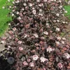 Crimson Ninebark Shrub Live Plant – 6-12 Inch Tall – 2.5" Pot – Outdoor Bush - Image 1