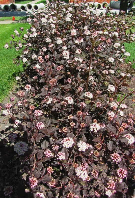 Crimson Ninebark Shrub Live Plant – 6-12 Inch Tall – 2.5" Pot – Outdoor Bush - Image 1