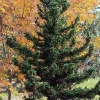 Cryptomeria Black Dragon Japanese Cedar Tree Live Plant 6-12 Inch Tall Quart Pot Outdoor - Image 1