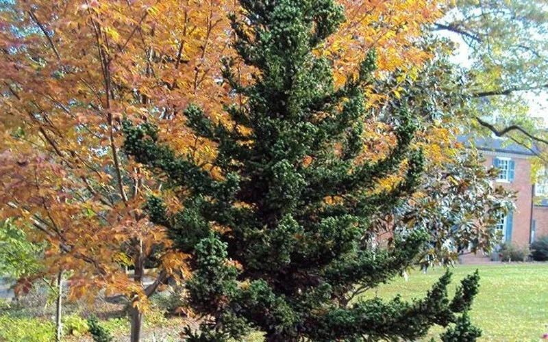 Cryptomeria Black Dragon Japanese Cedar Tree Live Plant 6-12 Inch Tall Quart Pot Outdoor - Image 1