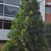 Cryptomeria Yoshino Japanese Cedar Tree – Live Plant – 6-12 Inch Tall - Image 1