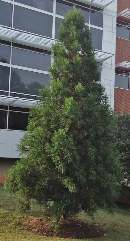 Cryptomeria Yoshino Japanese Cedar Tree – Live Plant – 6-12 Inch Tall - Image 1