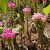Curcuma Petiolata Hidden Pink Ginger Live Plant - 2 Large Rhizomes, Tropical - Image 1