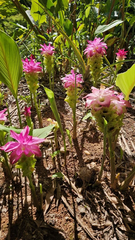 Curcuma Petiolata Hidden Pink Ginger Live Plant - 2 Large Rhizomes, Tropical - Image 1