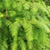 Dawn Redwood Tree Live Plant, Metasequoia glyptostroboides, 8-12 Inch Tall, Quart Pot - Image 1