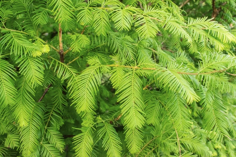 Dawn Redwood Tree Live Plant, Metasequoia glyptostroboides, 8-12 Inch Tall, Quart Pot - Image 1